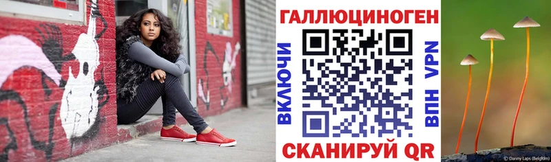 закладка Юрьев-Польский Галлюциногенные грибы Psilocybe